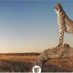 WP Fastest Cache Premium